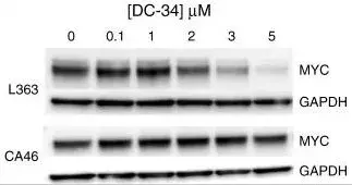 Anti-c-Myc antibody [Y69] - ChIP Grade(AB32072)