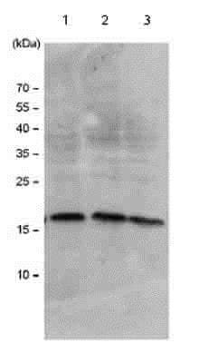Anti-Histone H3 antibody(AB18521)