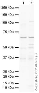 Anti-LAT2 antibody(AB75610)