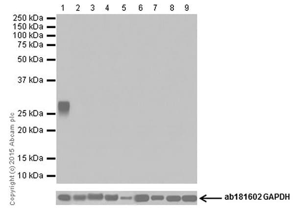 Anti-Trypsin antibody [EPR19498-43] - BSA and Azide free(AB251326)