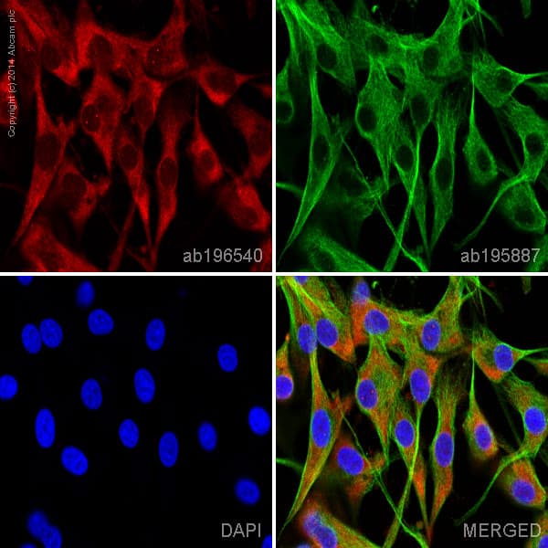 Anti-GAP43 antibody [EP890Y] - BSA and Azide free(AB219582)