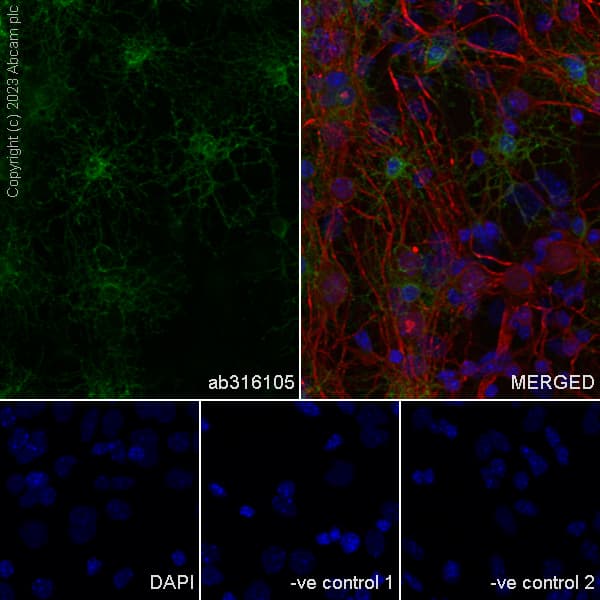 Anti-GPCR GPR17 antibody [EPR26423-34](AB316105)