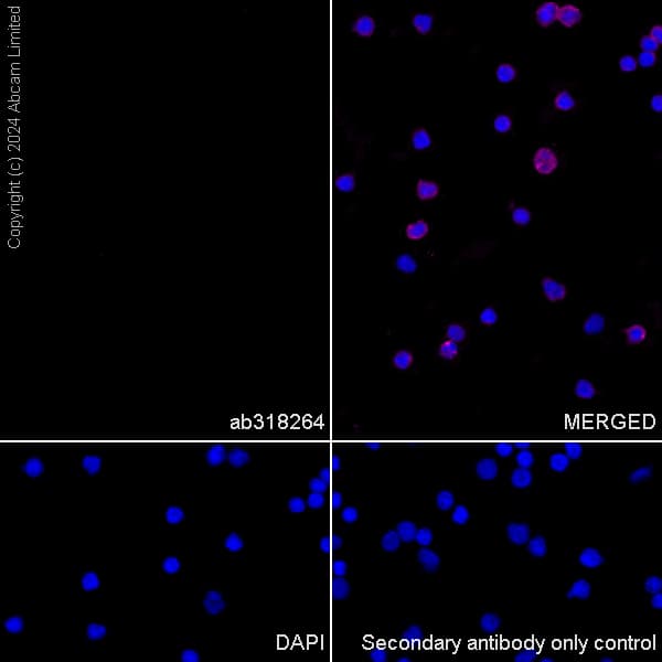 Anti-Nogo A + Nogo D antibody [EPR26286-15] - BSA and Azide free(AB318265)