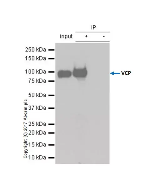 Anti-VCP antibody [EPR3307(2)](AB109240)