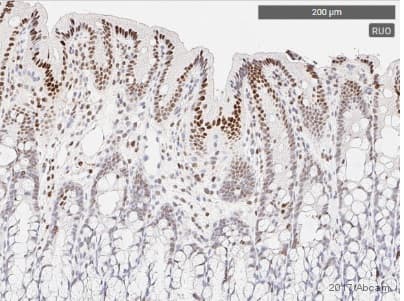 Anti-STAT3 (phospho Y705) antibody [EP2147Y](AB76315)
