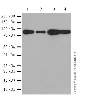 Anti-ETAA1 antibody [EPR14052(2)](AB197017)