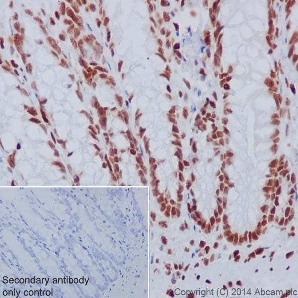 Histone H33 Antibody Epr17899 Bsa And Azide Free Ab208690  Immunohistochemistry Formalin Pfa Fixed Paraffin Embedded Sections Img25173