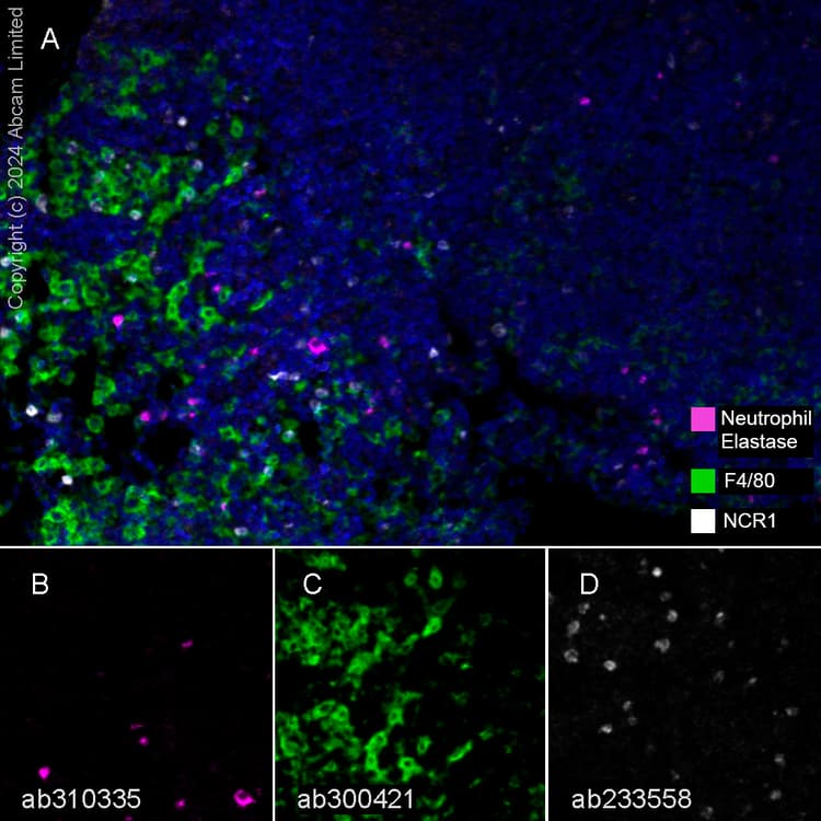 Anti-F4/80 antibody [EPR26545-166](AB300421)