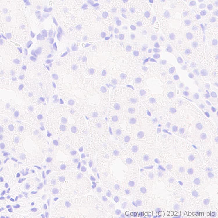 Anti-TPH2 antibody [EPR25100-29] - BSA and Azide free(AB288068)