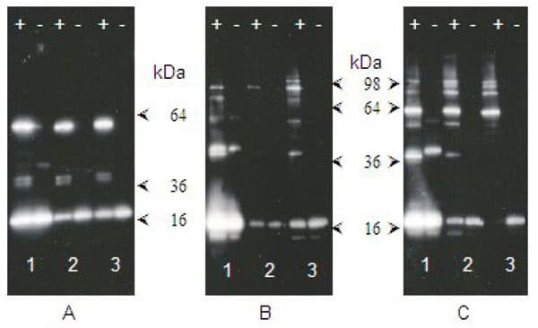 SUMOylation Assay Kit(AB139470)