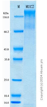 Recombinant Human MUC2 Protein Standard (His tag)(ab316727)