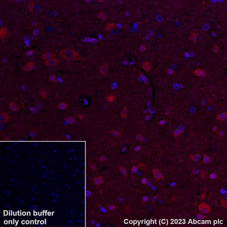 Alexa Fluor® 647 Anti-Hsp70 antibody [3A3](AB309609)