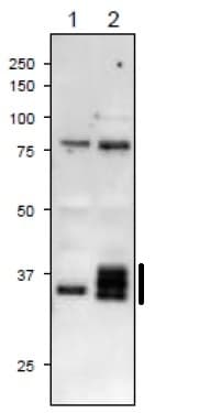Anti-Ferredoxin--NADP reductase, apicoplast antibody(AB243175)