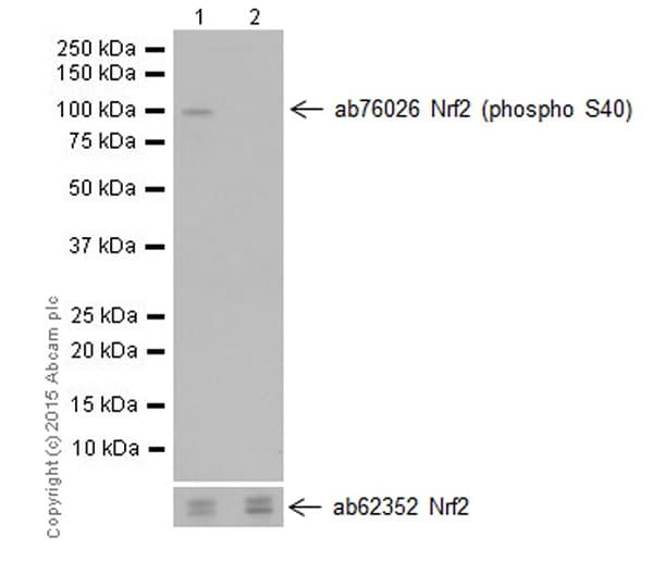 Anti-Nrf2 (phospho S40) antibody [EP1809Y](AB76026)