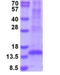 Recombinant Mouse TGF beta 1 protein (His tag) (denatured)(AB208466)