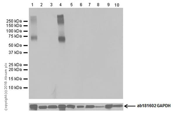 Eaat2 Antibody Epr19798 Ab205248  Western Blot Img46403