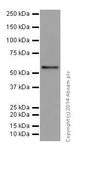 Anti-IRF5 antibody [EPR17067](AB181553)