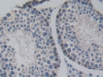 Anti-Pericentrin 1/FROUNT antibody(AB231958)