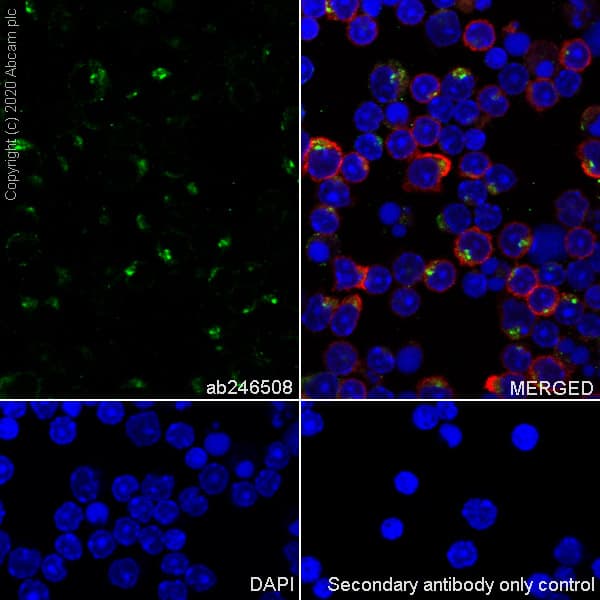Bst2 Tetherin Antibody Epr23597 202 Bsa And Azide Free Ab272175  Immunocytochemistry Immunofluorescence Img68417
