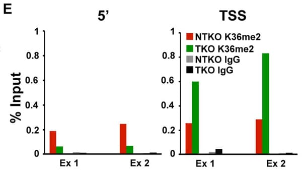 Rabbit IgG, polyclonal - Isotype Control(AB37415)