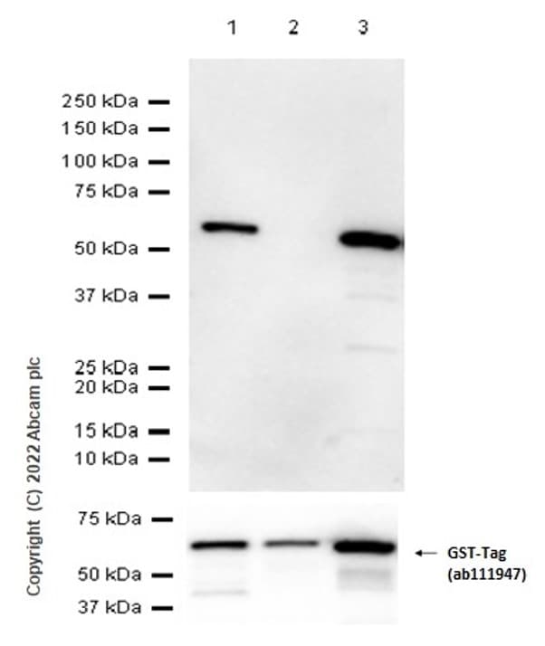 Anti-VDAC1/Porin + VDAC3 antibody [20B12AF2](AB14734)