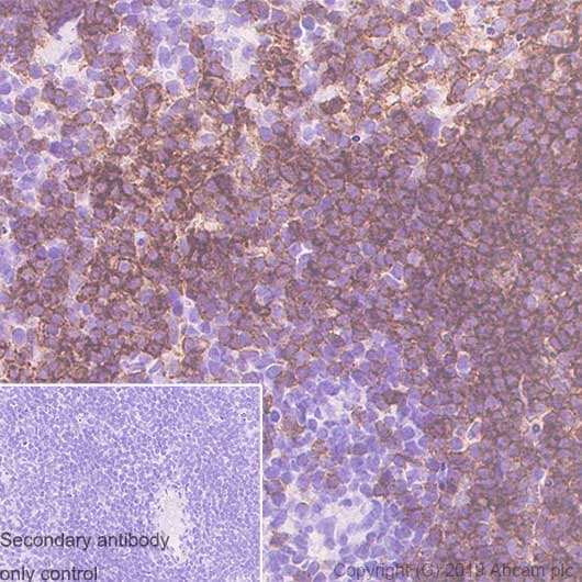 Anti-CD19 antibody [EPR23174-145](AB245235)