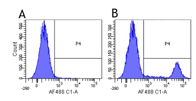 Anti-CD20 antibody [10F381(rituximab)] - Rabbit IgG (Chimeric)(AB275973)