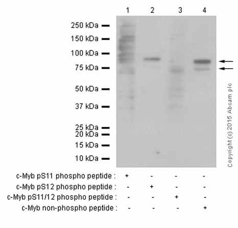 Anti-c-Myb (phospho S11) antibody [EP769Y](AB45150)