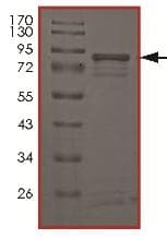 Recombinant human MELK (mutated T460M) protein(AB179957)