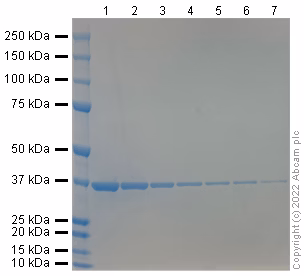 Instantblue Coomassie Protein Stain Isb1l Ab119211 Sds Page Img408703