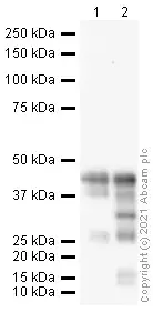 Anti-Doublecortin antibody(AB18723)