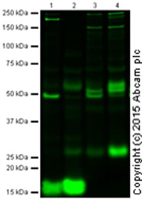 Anti-IL-6 antibody [1.2-2B11-2G10](AB9324)