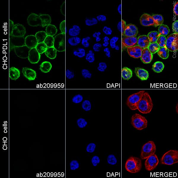 Alexa Fluor 488 Pd L1 Antibody 28 8 Ab209959  Immunocytochemistry Immunofluorescence Img63702