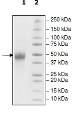 Ab271766  Sds Page Img39244