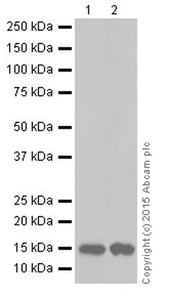 Anti-Iba1 antibody [EPR16589](AB178847)