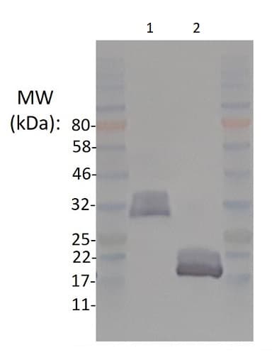 Recombinant human BMP4 protein (Active)(AB238298)