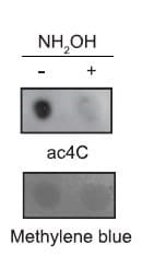 Anti-N4-acetylcytidine (ac4C) antibody [EPRNCI-184-128](AB252215)