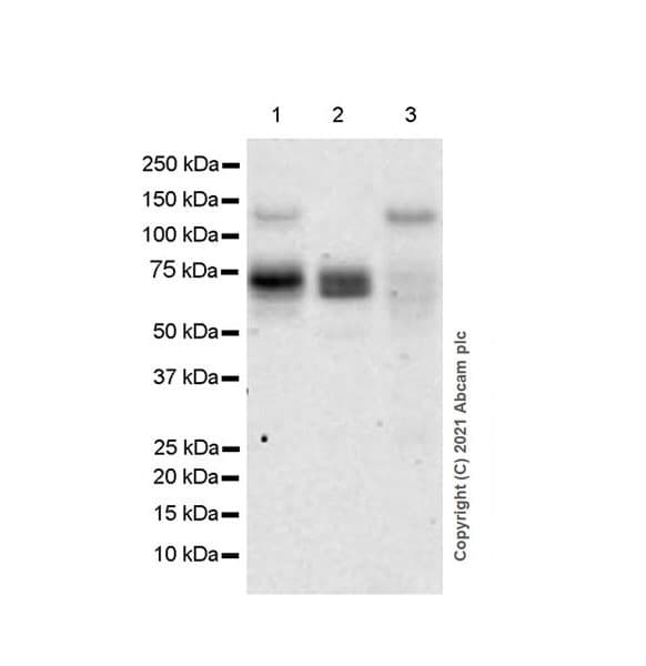 Anti-DDR2 antibody [EPR18826-119] - BSA and Azide free(AB280369)