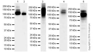 Anti-CSF-1-R antibody [EPR21885-161] - BSA and Azide free(AB234525)
