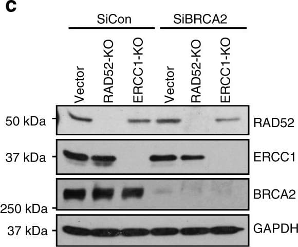 Ercc1 Antibody Epr7277 Ab129267  Western Blot Img442808