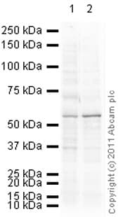 Anti-p53 antibody [PAb 240](AB26)
