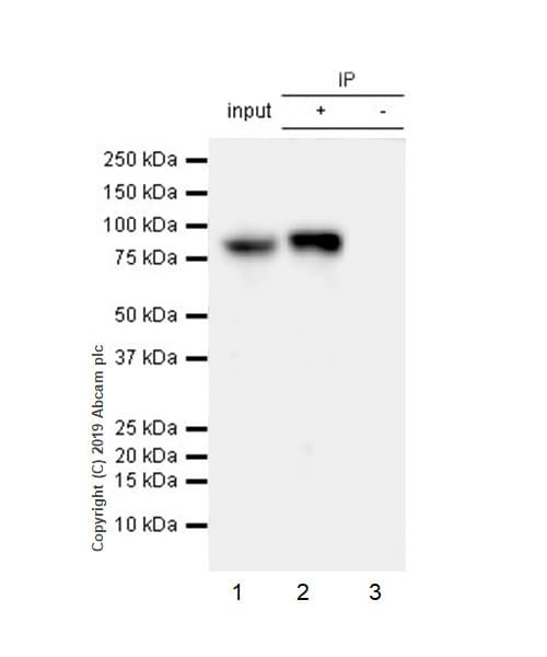 Stat1 Antibody Epr23049 111 Bsa And Azide Free Ab263866  Immunoprecipitation Img9068