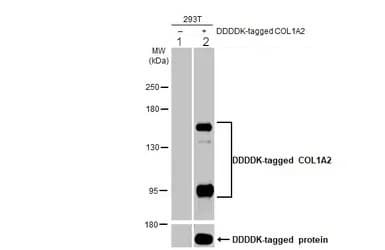 Anti-COL1A2 antibody(AB96723)