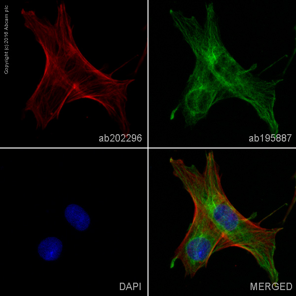 AF647 Anti-alpha smooth muscle Actin [EPR5368] AB202296 | Danaher Life ...