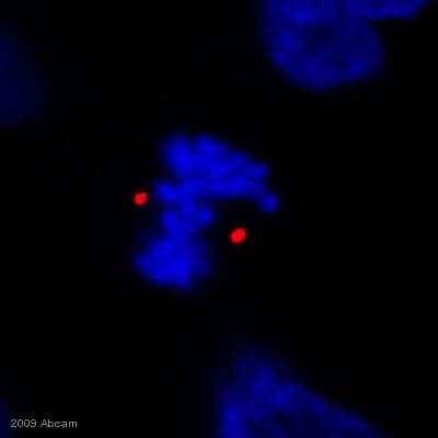 Anti-Pericentrin antibody [mAbcam 28144] - Centrosome Marker(AB28144)