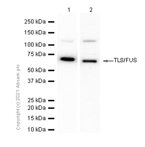 Tls Fus Antibody Epr5812 Ab124923  Western Blot Img175959