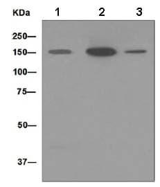 Anti-MYBPC3 antibody [EPR3009(2)](AB133499)