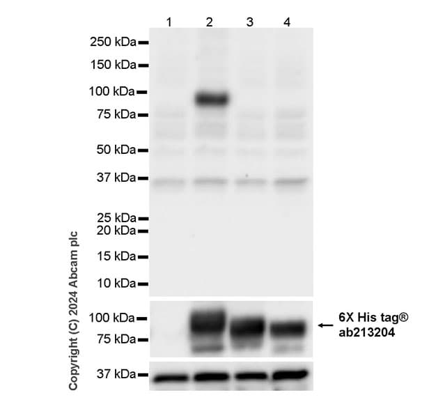 Goat Anti-Human IgG H&L (HRP)(AB6858)