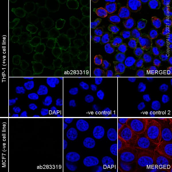 Anti-Iba1 antibody [EPR16589] - Mouse IgG1 (Chimeric)(AB283319)