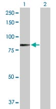 Tpor Mpl Antibody Ab172061  Western Blot Img146660